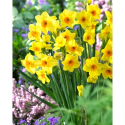 Daffodil, narcissus Hoopoe - 5 pcs