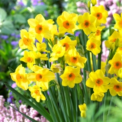 Daffodil, narcissus Hoopoe - μεγάλο πακέτο! - 50 τεμ - 