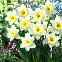 Daffodil, narcissus 'Ice Follies' - 5 pcs