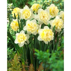 Daffodil, narcissus 'Ice King' - confezione grande - 50 pz