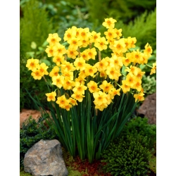 Daffodil, narcissus Martinette - pakej besar! - 50 keping - 
