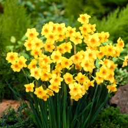 Daffodil, narcissus Martinette - 5 buah - 