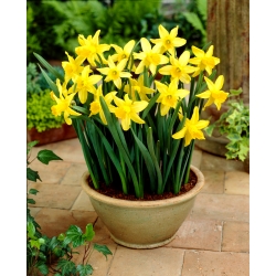 Daffodil, narcissus February Gold - paket besar! - 50 buah - 