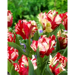 Tulipe 'Estella Rijnveld' - 5 pieces