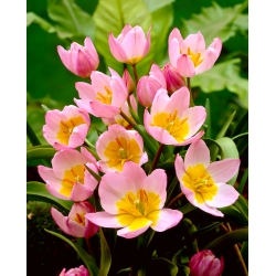 Botanische Tulpe - Fliederwunder - 5 Stk - 