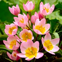 Tulip botani - Keajaiban Lilac - paket besar! - 50 buah - 