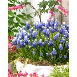 Armenian grape hyacinth Touch of Snow - large package! - 100 pcs