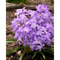 Kemuliaan-salju-salju, bunga-ungu Bossius - Kecantikan Chionodoxa Violet - 10 buah; Kemuliaan salju Lucile - 