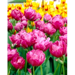 Tulipan 'Abigail' - velika embalaža - 50 kosov