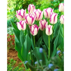 Pouzdro na tulipány - 5 ks.