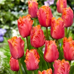 Tulip Amazing Parrot - 5 adet - 
