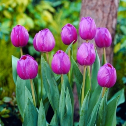 Tulip Attila - 5 buah - 
