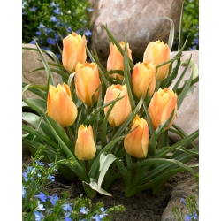 Tulip 'Batalinii Bright Gem' - large package - 50 pcs