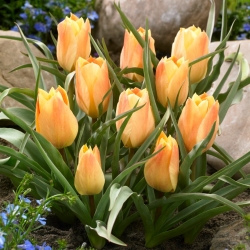 Tulpe 'Batalinii Bright Gem' - liels iepakojums - 50 gab.