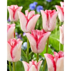 Tulip Beauty Trend - veliko pakiranje! - 50 kom