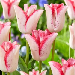 Trend Kecantikan Tulip - 5 pcs - 