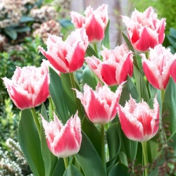 Tulip Bell Song - 5 adet - 