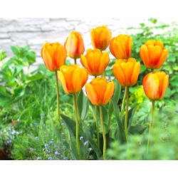 Tulip Blushing Apeldoorn - büyük paket! - 50 parça - 