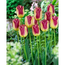 Tulip Boston - 5 piezas