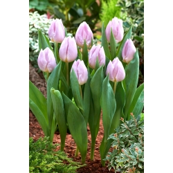 Tulipano 'Candy Prince' - Confezione grande - 50 pz