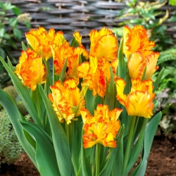 Vẹt Tulip Caribbean - 5 con - 