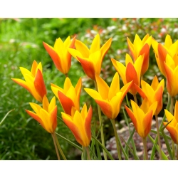 Tulip Chrysantha Tubergen&#39;s Gem - แพ็คเกจใหญ่! - 50 ชิ้น - 