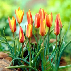 Tulip Clusiana Sheila - ห่อใหญ่! - 50 ชิ้น - 