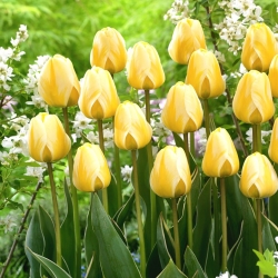 Koktajl s kremo iz tulipana - 5 kosov