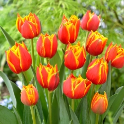Tulip Crossfire - 5 buah - 