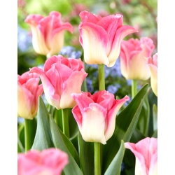 Tulip 'Crown of Dynasty' - 5 pcs