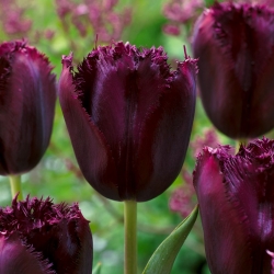 Tulip Cuban Night - 5 buah - 
