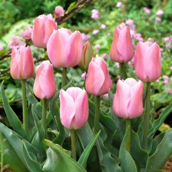 Angin Petang Tulip - 5 pcs - 