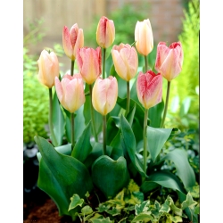 Tulipano 'Flaming Purissima' - confezione grande - 50 pz