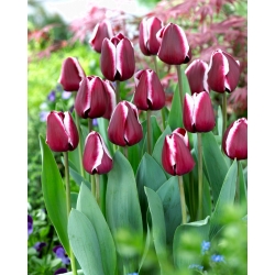 Tulip 'Fontainebleau' - embalagem grande - 50 unidades