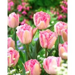 Tulip 'Foxtrot' - paquete grande - 50 piezas