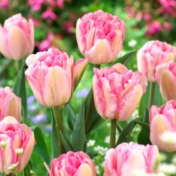 Tulip 'Foxtrot' - large package - 50 pcs