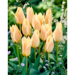 Tulipe 'Fur Elise' - grand paquet - 50 pcs