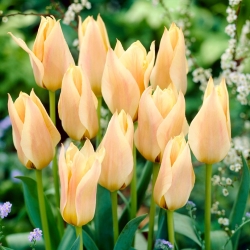 Tulipe 'Fur Elise' - grand paquet - 50 pcs