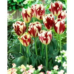 Tulip Grand Perfection - paket besar! - 50 buah - 
