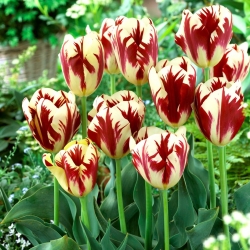 Tulip Grand Perfection - ห่อใหญ่! - 50 ชิ้น - 