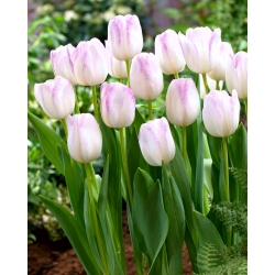 Tulip Gwen - 5 buah - 