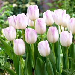 Tulip Gwen - 5 miếng - 
