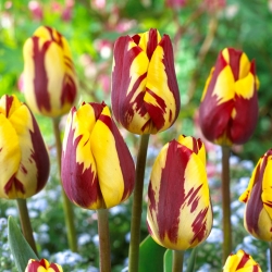 Tulip 'Helmar' - paquete grande - 50 piezas
