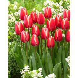 Tulip Kelly - large package! - 50 pcs