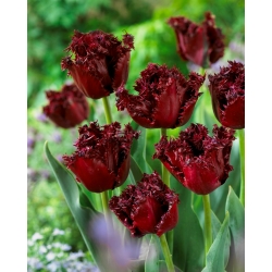 Tulip Labrador - 5 pcs - 