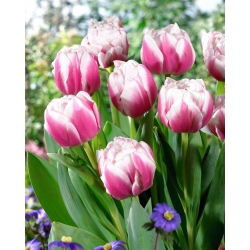 Tulip Melrose - 5 miếng - 
