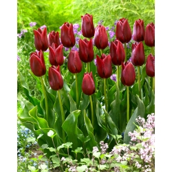 Tulip National Velvet - paket besar! - 50 buah - 