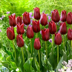 Tulip National Velvet - paket besar! - 50 buah - 