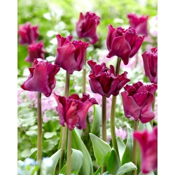 Tulip Negrete Crown - 5 buah - 