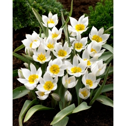 Tulip Polychroma - 5 buah - 